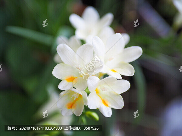 麥冬花開