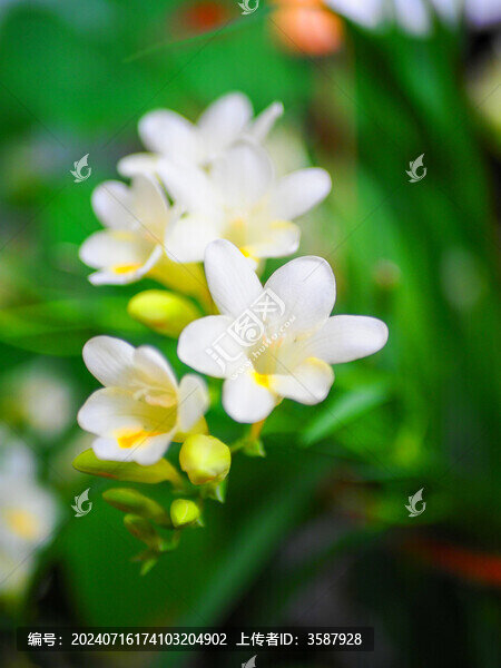 麥冬花開