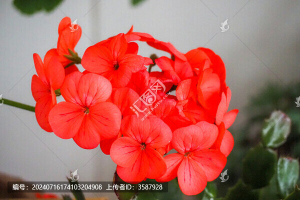 天竺葵花朵