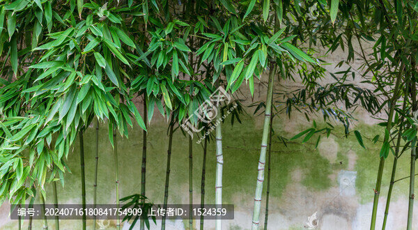 竹林
