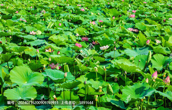 荷花池