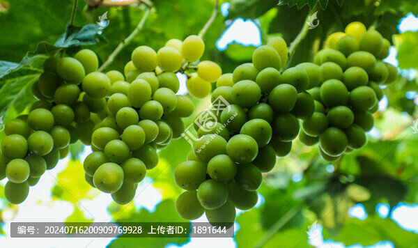 陽光玫瑰