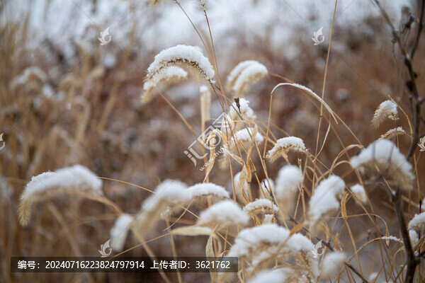 白雪落在狗尾巴草上圖片素材