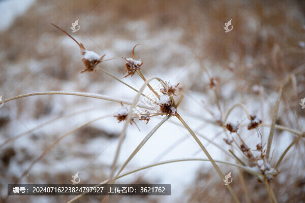 冬天白雪覆蓋路邊植物素材