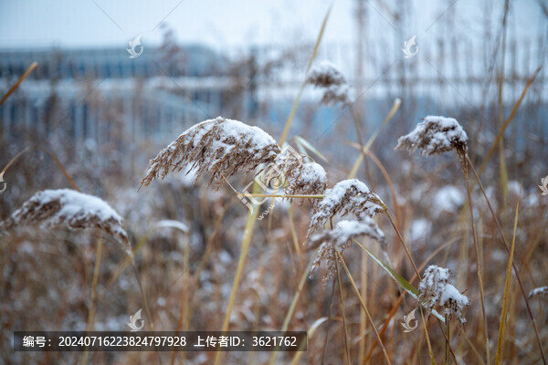 冬天蘆葦被雪花壓彎了