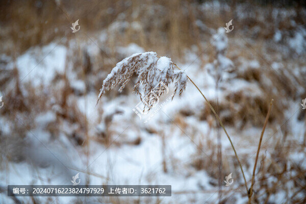 白色的雪枯萎的蘆葦