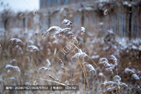 雪花落在蘆葦上壓彎了蘆葦