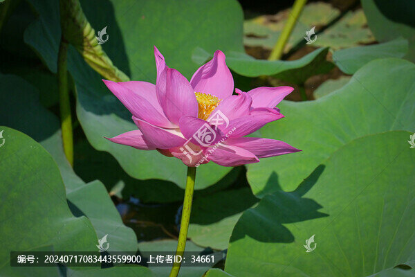 夏日公園池塘里的荷花盛開