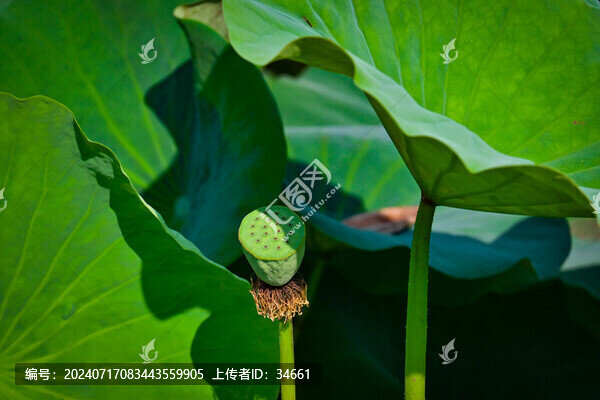 夏日公園池塘里的荷花盛開