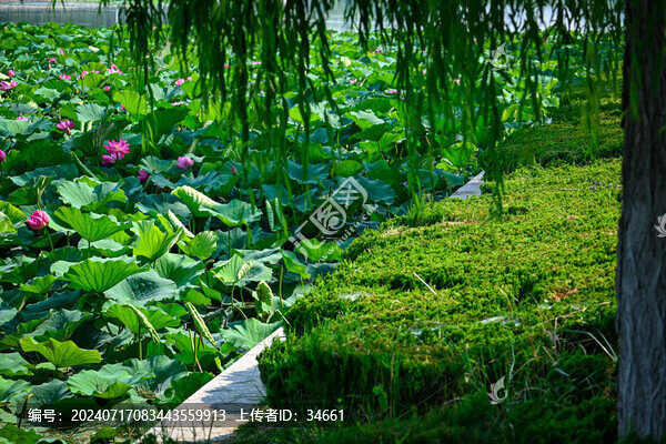 夏日公園池塘里的荷花盛開(kāi)