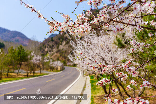 桃花