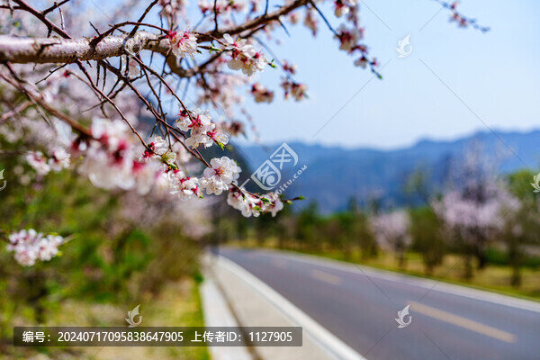 桃花