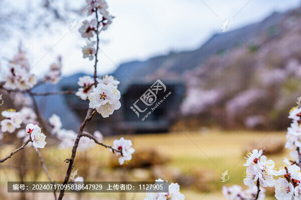 阿那亞金山嶺