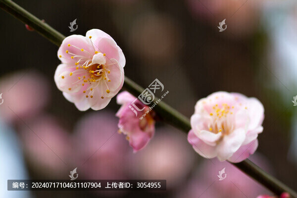 梅花三朵
