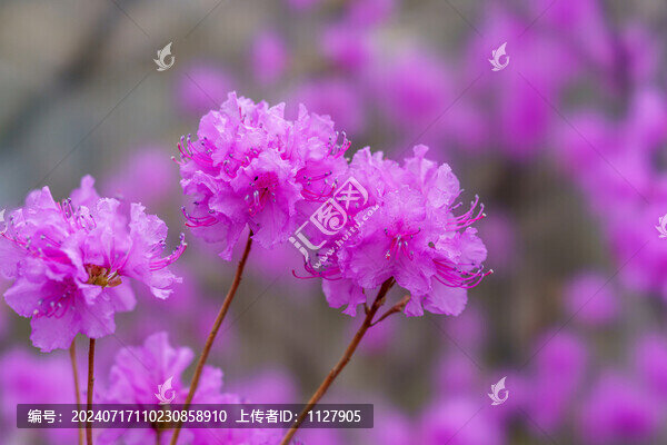 杜鵑花