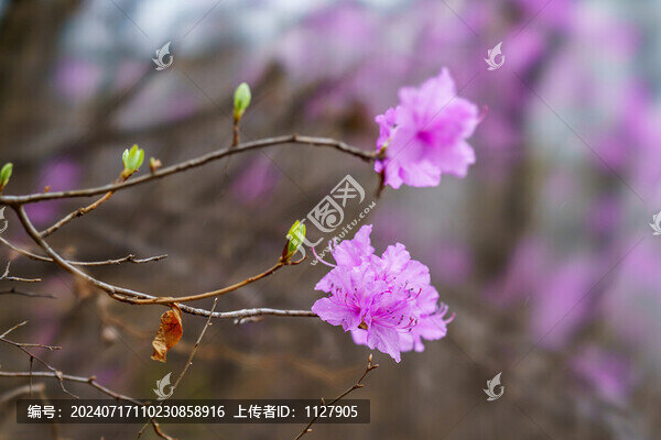 杜鵑花