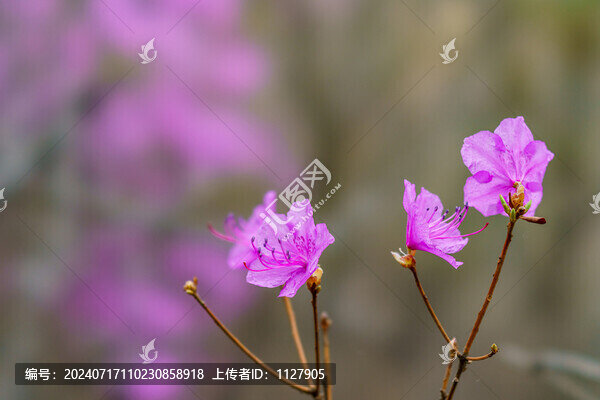 杜鵑花