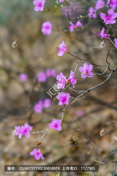 杜鵑花