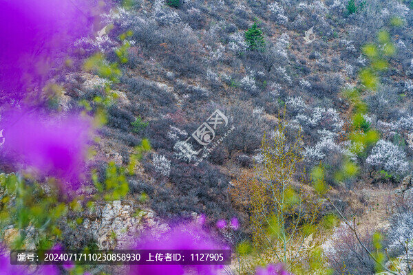 杜鵑花