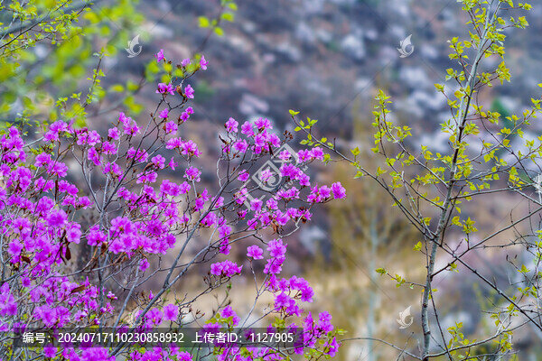杜鵑花