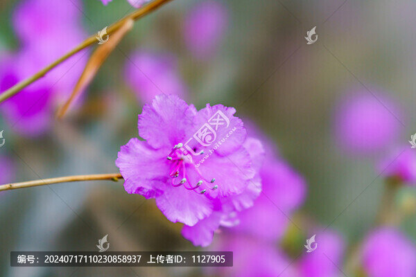 杜鵑花