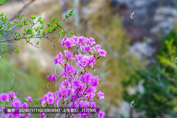 杜鵑花