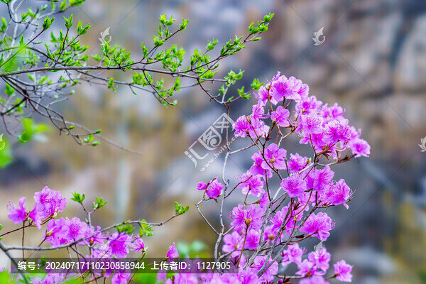 杜鵑花