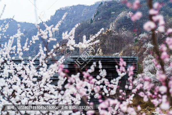 桃花