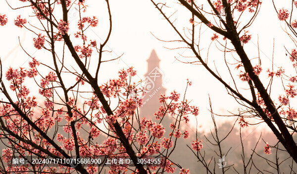 櫻花與紅塔