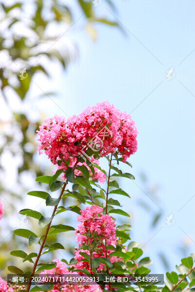 紫薇花