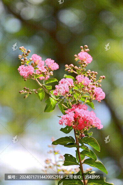 紫薇花