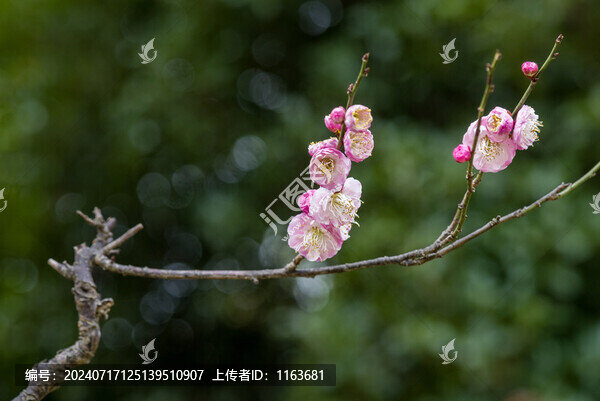梅花