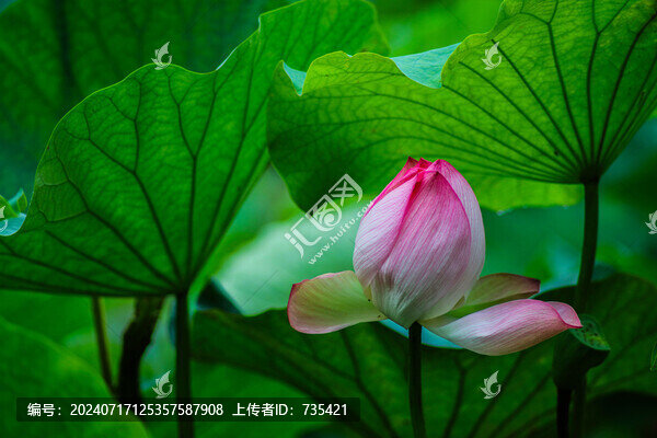 荷花圖片