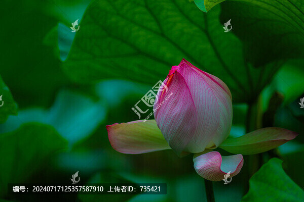 荷花圖片
