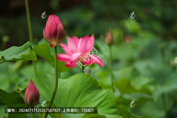 荷花圖片