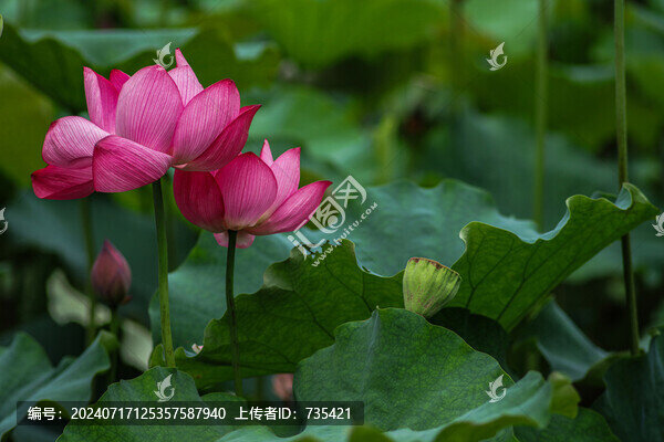 荷花素材
