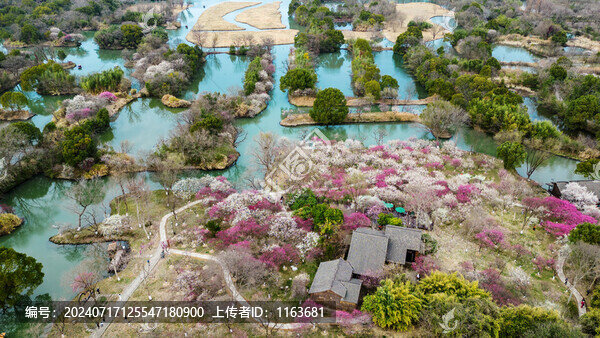 梅花開了