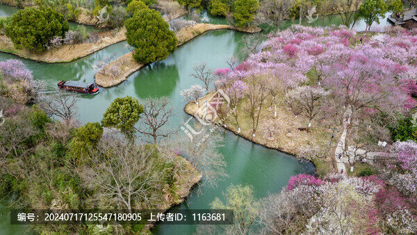 梅花開了