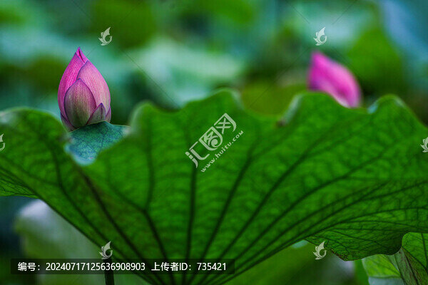 荷花素材