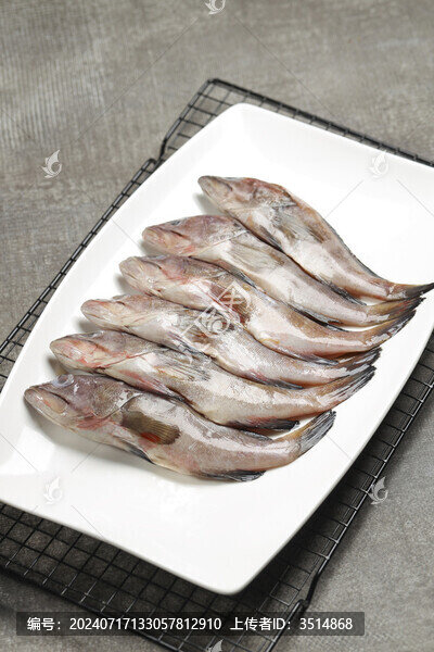 小桂魚(yú)
