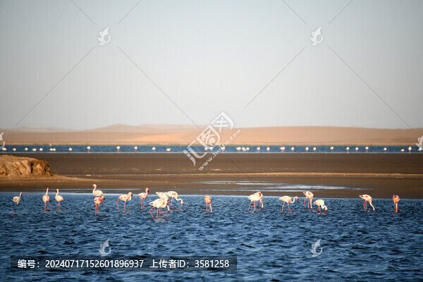 火烈鳥