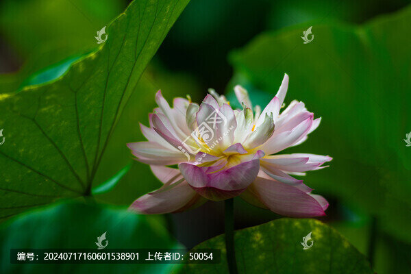 荷花蓮花