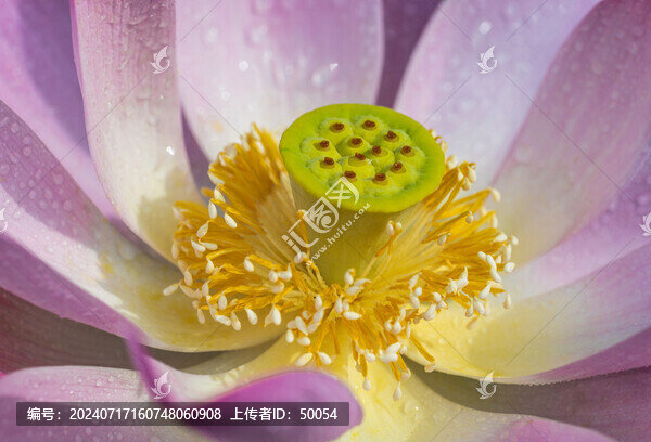 荷花蓮花花蕊