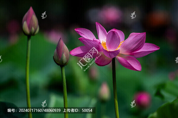 荷花蓮花紅蓮
