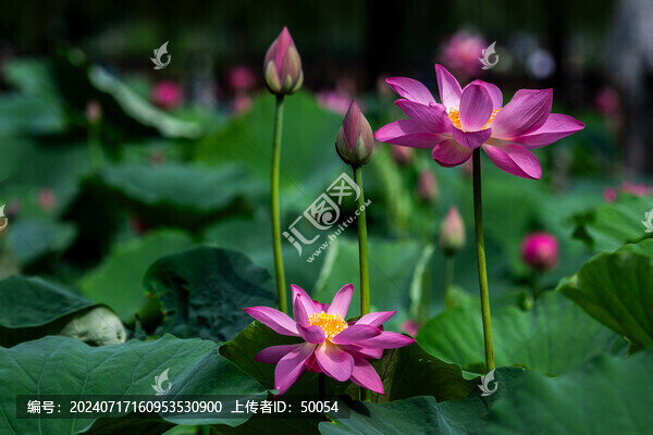 荷花蓮花紅蓮