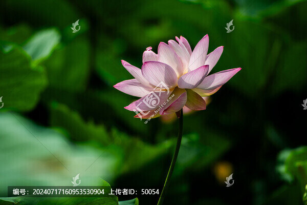 荷花蓮花