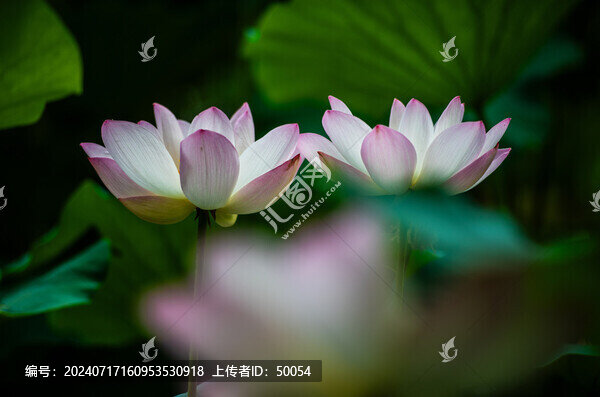 荷花蓮花