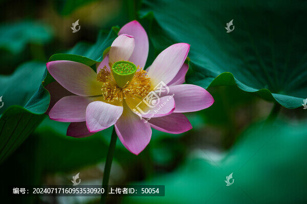 荷花蓮花