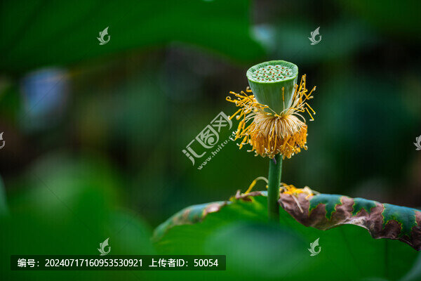 荷花蓮花蓮蓬