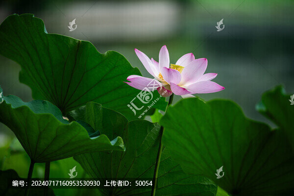 荷花蓮花